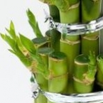 Драцена Бамбук