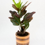 Кодиеум (Кротон)