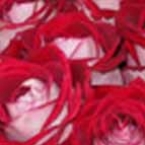 Роза Люксор (90см)