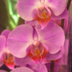 Фаленопсис