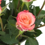 Роза Дуэт (70см)