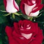 Роза Люксор (70 см)