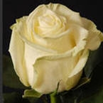 Роза Магади (80см)