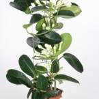 Стефанотис