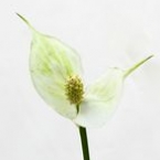 Спатифиллум