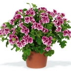 Пеларгония