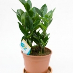 Замиокулкас