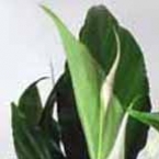 Спатифиллум