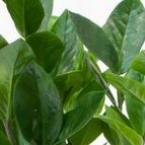 Замиокулкас