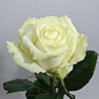 Роза Аваланж (80 см)