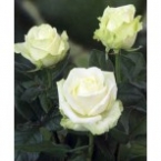 Роза Аваланж (70 см)