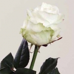 Роза Аваланж (90см)