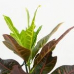 Кодиеум (Кротон)