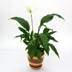 Спатифиллум