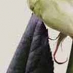 Роза Аваланж (90см)