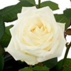 Роза Аваланж(60см)