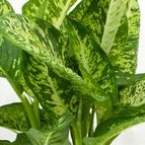 Диффенбахия