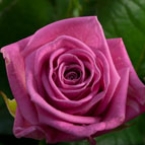 Роза Аква (70см)