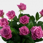 Роза Аква (70см)