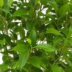 Фикус Наташа