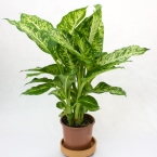 Диффенбахия