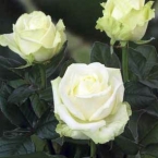 Роза Аваланж (70 см)