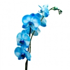 Фаленопсис