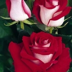 Роза Люксор (70 см)