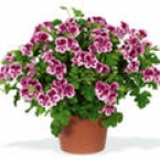 Пеларгония