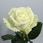 Роза Аваланж (80 см)