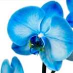 Фаленопсис