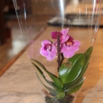 орхидея микс