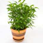 Фикус Наташа