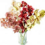 Орхидея ветка