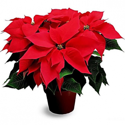 Пуансетия