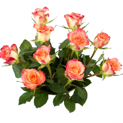 Роза Дуэт (70см)