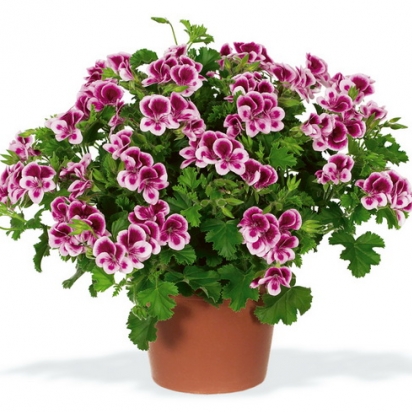 Пеларгония