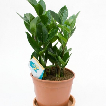 Замиокулкас