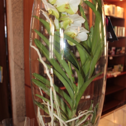 орхидея ванда