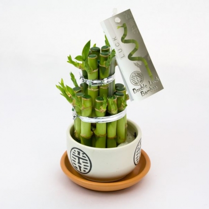 Драцена Бамбук