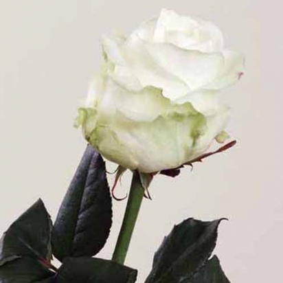 Роза Аваланж (90см)