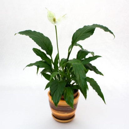 Спатифиллум