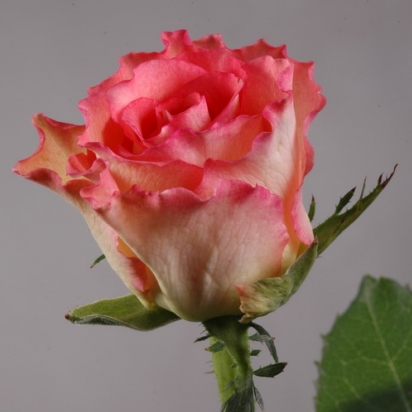 Роза Дуэт (60см)