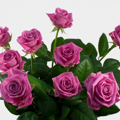 Роза Аква (70см)