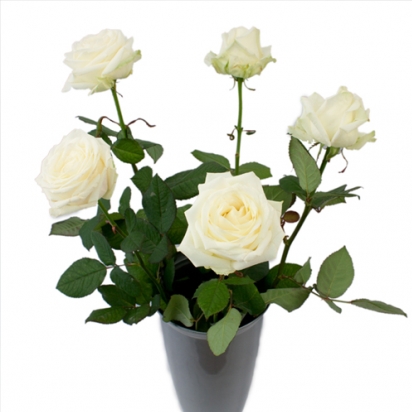 Роза Аваланж(60см)