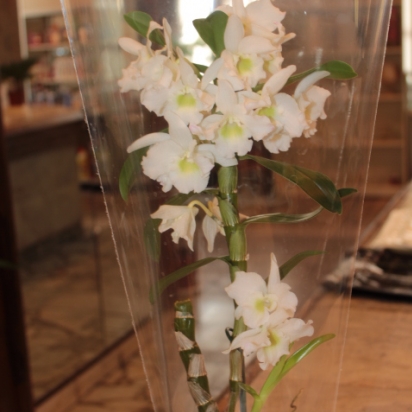 орхидея(дендробиум)