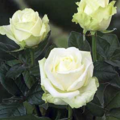 Роза Аваланж (70 см)