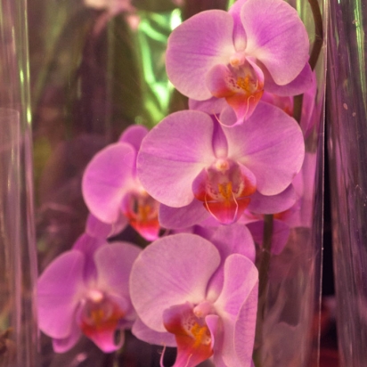 Фаленопсис