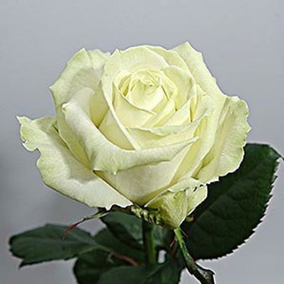 Роза Аваланж (80 см)