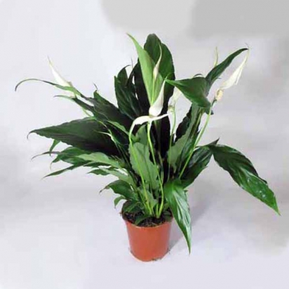 Спатифиллум